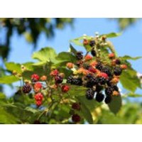 Wilde Brombeere, 30-40 cm, Rubus fruticosus, Topfware