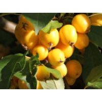 Zierapfel 'Golden Hornet', 100-150 cm, Malus 'Golden Hornet', Containerware