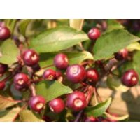 Zierapfel 'Nicoline', 100-150 cm, Malus 'Nicoline', Containerware