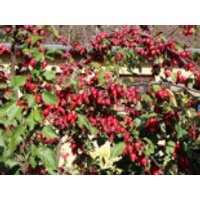Zierapfel 'Red Obelisk', 40-60 cm, Malus 'Red Obelisk', Containerware