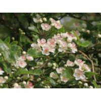 Zweigriffeliger Weißdorn, 30-40 cm, Crataegus laevigata, Topfware