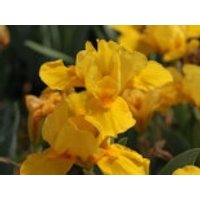 Zwergige Schwertlilie 'Orange Caper', Iris x barbata-nana 'Orange Caper', Topfware