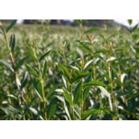 immergrüne Laubbäume - Zwergliguster 'Lodense', 20-30 cm, Ligustrum vulgare 'Lodense', Containerware