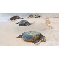 Image of Turtles & Tortuguero Independent Adventure