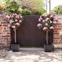 Pair of Pink Oleander Standards with Tulipa Planters & 50g Finest Fertiliser - 29.00 Pair of Pink Oleander Standards with Tulipa Planters & 50g Finest Fertiliser
