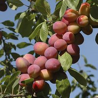 Plum Victoria