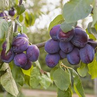 Plum The Czar