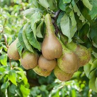 Pear Little Conference GYO Fruit Tree