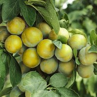 Plum Ontario