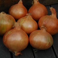Onion Sets Stuttgart Giant