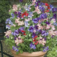Sweet Pea Patio Perfect Collection