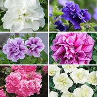 Tumbelina Petunia  Most Fragrant Ever Collection