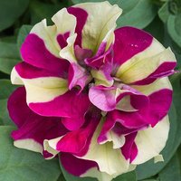 Tumbelina Petunia Crazy Ripple