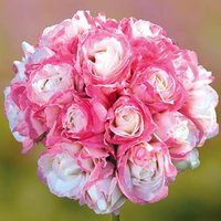 Geranium Rosebud Appleblossom