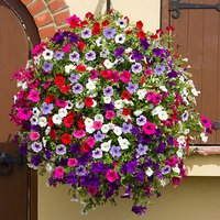 Surfinia Petunia Collection