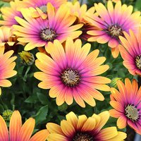 African Daisy Osteospermum Purple Sun