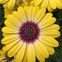 African Daisy Osteospermum Tropic Sun