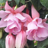 Fuchsia Julie Horton
