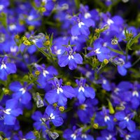 Lobelia Royal Blue