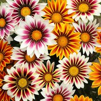 Gazania Tiger Stripes Mix image