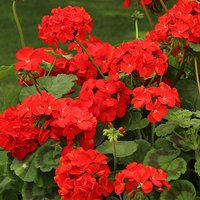 Geranium Ultimate Red