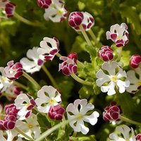 Scented Night Phlox Zaluzianskya ovata