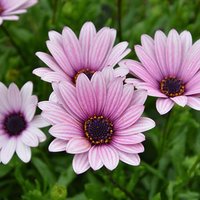 Hardy Osteospermum Sennen Sunrise