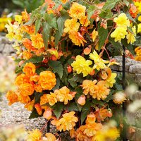 Begonia Apricot Sparkle