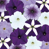 Petunia Montage