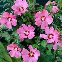Hibiscus