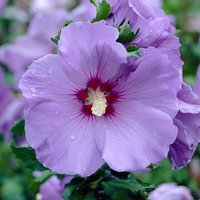 Hibiscus syriacus Marina