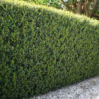 Ilex crenata Green Hedge