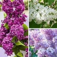 Fragrant French Lilac Collection