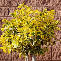 Euonymus Marieke standard