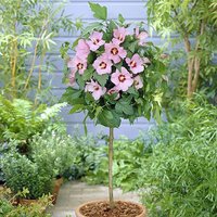 Hibiscus Hamabo standard