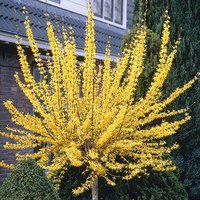 Forsythia Weekend Standard