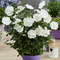 Hibiscus Syriacus White Chiffon