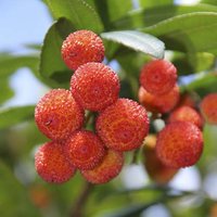 Strawberry Tree - Arbutus unedo