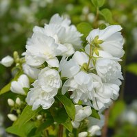 Philadelphue - Mock Orange - Virginal image