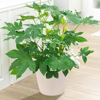 Fatsia japonica - Castor Oil Plant