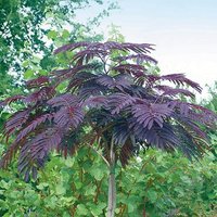 Albizia Julibrissin Summer Chocolate