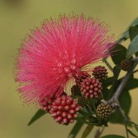 Dixie Pink Powder Puff Tree