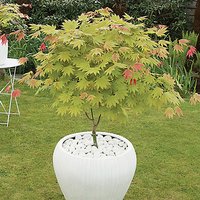 Acer shirasawanum Moonrise