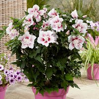 Hibiscus syriacus Starburst Chiffon