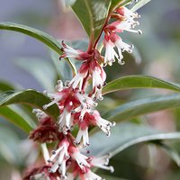 Sarcococca hookeriana Winter Gem image