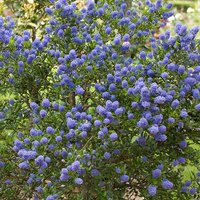 Californian Lilac Ceanothus thyrsiflorus var. repens