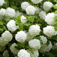 Snowball Tree Viburnum opulus Roseum