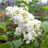 French Lilac Syringa vulgaris