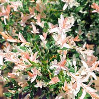 Salix integra Hakuro-nishiki Flamingo Willow Bush