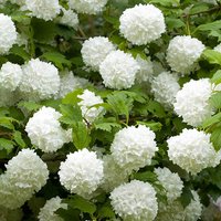 Viburnum Eskimo Standard